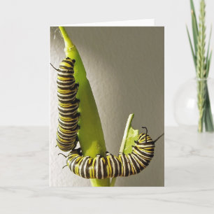 Carte de Monarch butterfly caterpillars