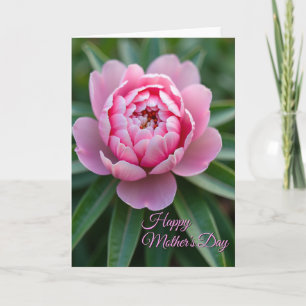 Carte de motif Rose Radieuse