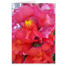 Carte de muflier (blanc à l'intérieur)