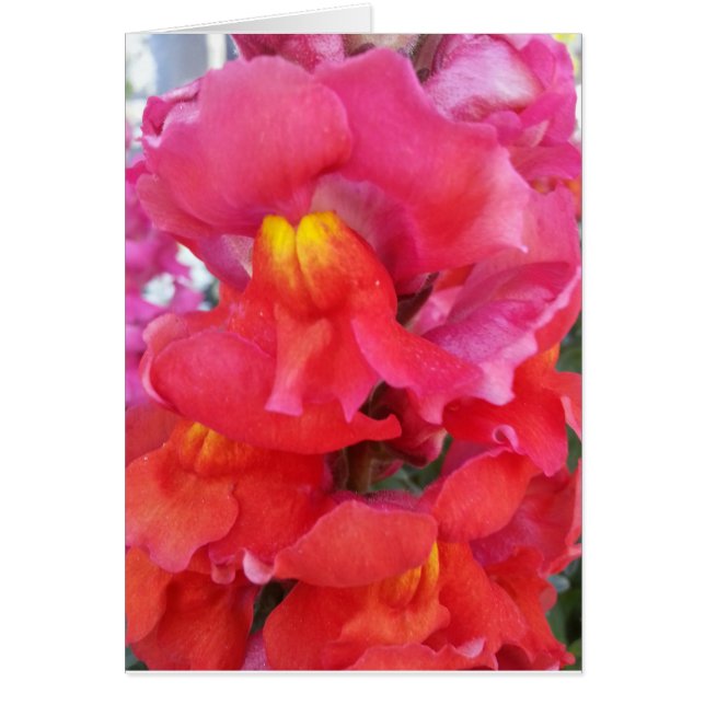 Carte de muflier (blanc à l'intérieur) (Devant)