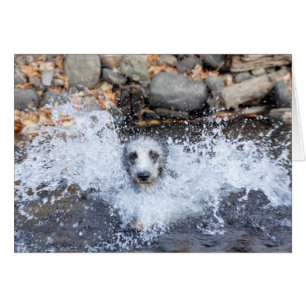 Carte de natation de Lurcher