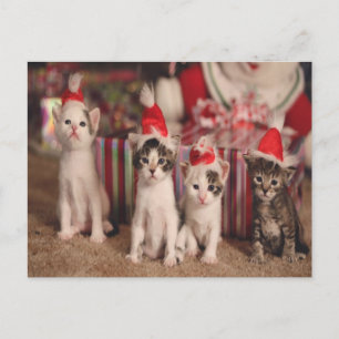 Carte de Noël 4 chatons