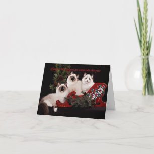 Carte de Noël adorable Ragdoll Kitten