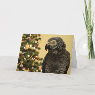 Carte de Noël African Grey Parrot