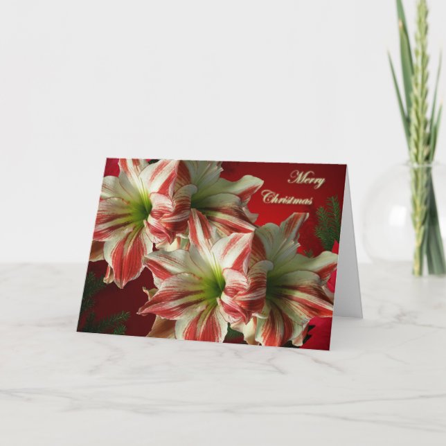 Carte de Noël Amaryllis (Devant)
