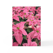 Carte de Noël au poinsettia rose