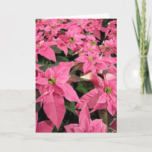 Carte de Noël au poinsettia rose