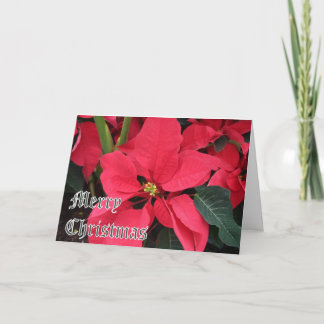 Carte de Noël avec Poinsettias et Joyeux Noël