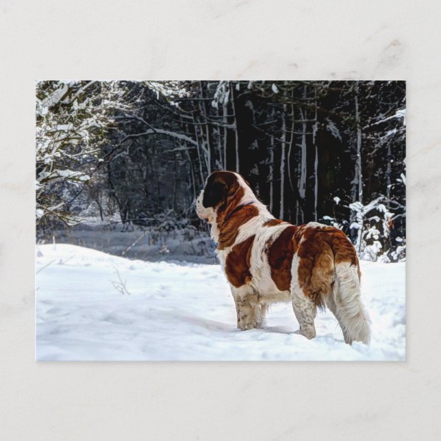carte de Noël avec Saint Bernard enneigé (Devant)