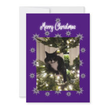 Carte de Noël avec un chat smoking sur l'arbre. 