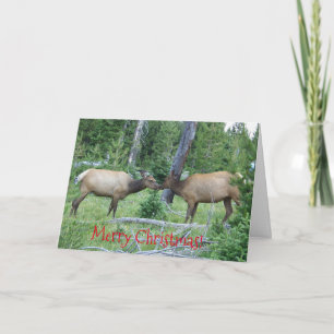 carte de noël avec wapiti de Yellowstone