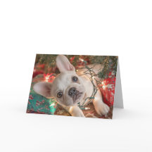 Carte de Noël Bouledogue Français – Chiot dans les