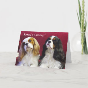 Carte de Noël Cavalier King Charles Spaniels