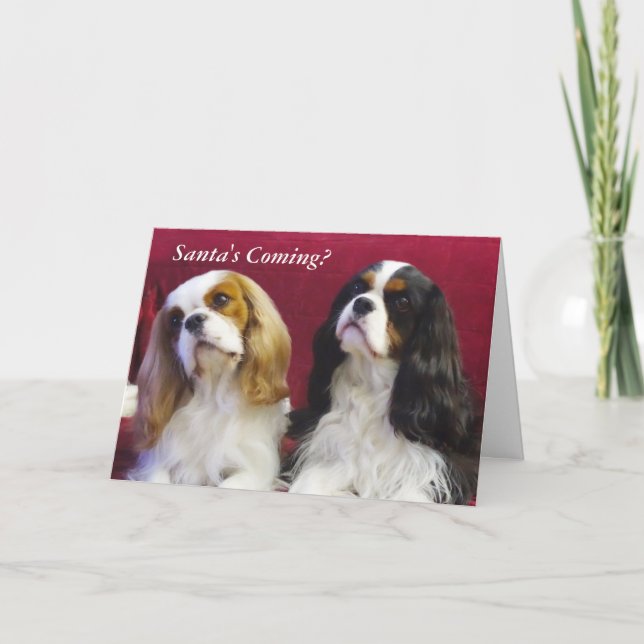 Carte de Noël Cavalier King Charles Spaniels (Devant)