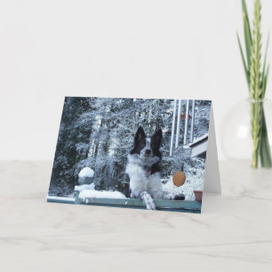Carte de Noël de border collie
