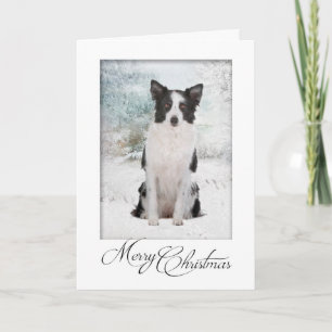 Carte de Noël de border collie