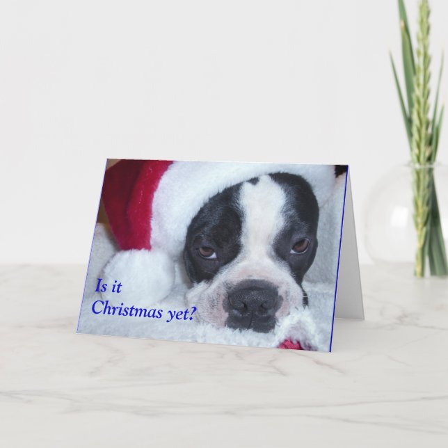 Carte de Noël de Boston Terrier (Devant)