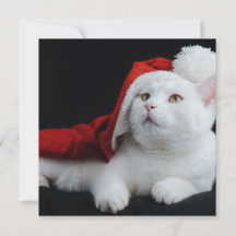 Carte de Noël de chat blanc