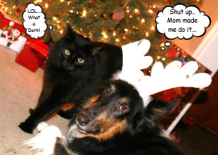 Cartes Drôle Chien Chat pour Noël | Zazzle.fr