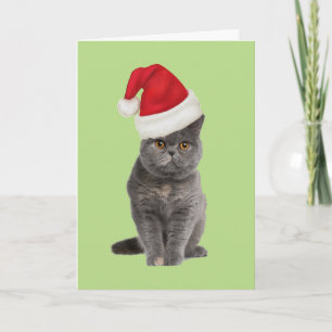 carte de Noël de minou