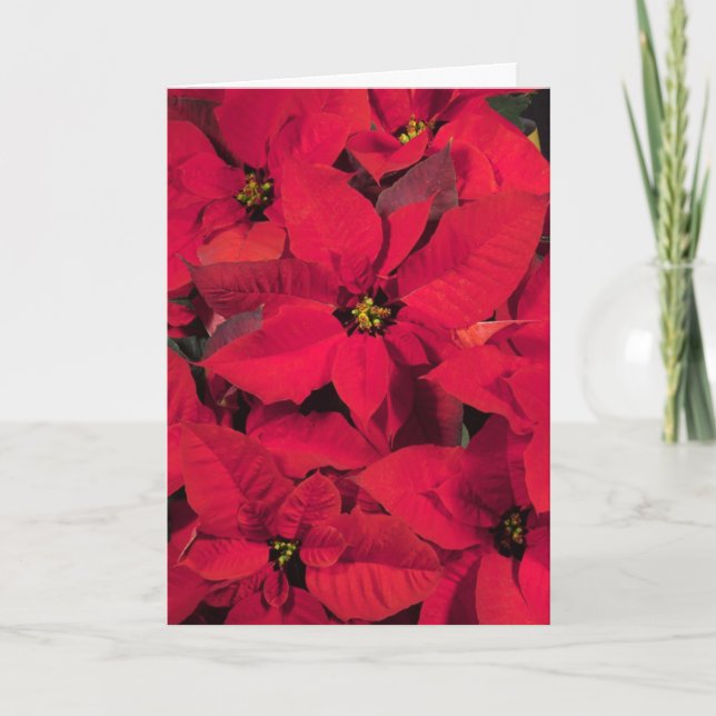 Carte de Noël de poinsettia (Devant)