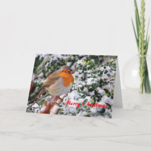 Carte de Noël de rouge-gorge