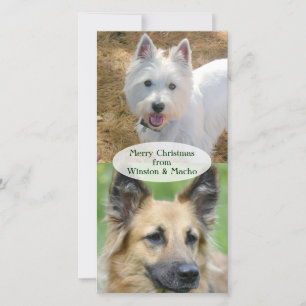 Carte de Noël des chiens