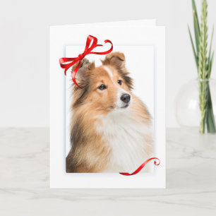 Carte de Noël douce Sheltie