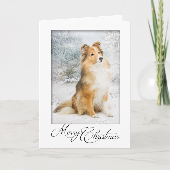 Carte de Noël douce Sheltie (Devant)