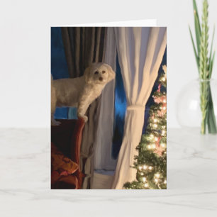 Carte de Noël - En attente de Père Noël Paws