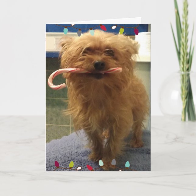 Carte de Noël en forme de canne à sucre pour chien (Devant)