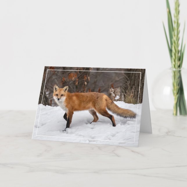 Carte de Noël Fox sur neige (Devant)