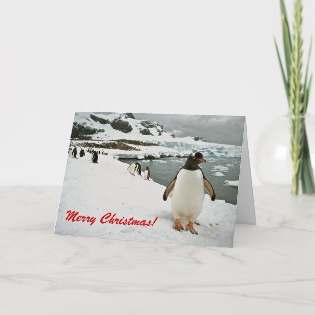Carte de Noël Gentoo Penguins in Antarctique (Devant)