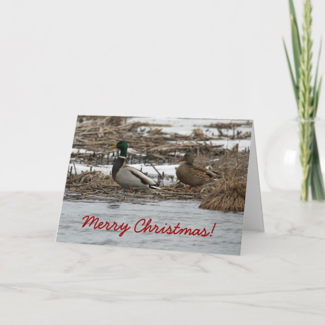 Carte de Noël Mallard Duck (Devant)