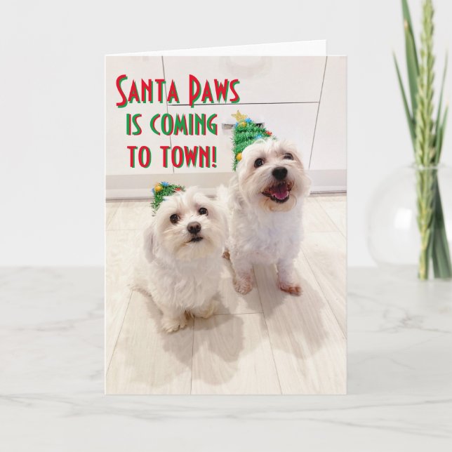 Carte de Noël maltaise et Bichon Goodboys Père Noë (Devant)