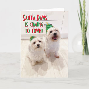Carte de Noël maltaise et Bichon Goodboys Père Noë