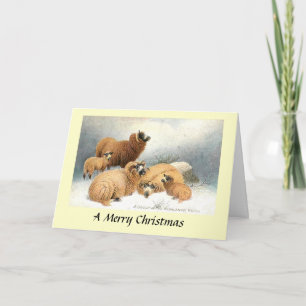 Carte de Noël - Moutons dans les Highlands