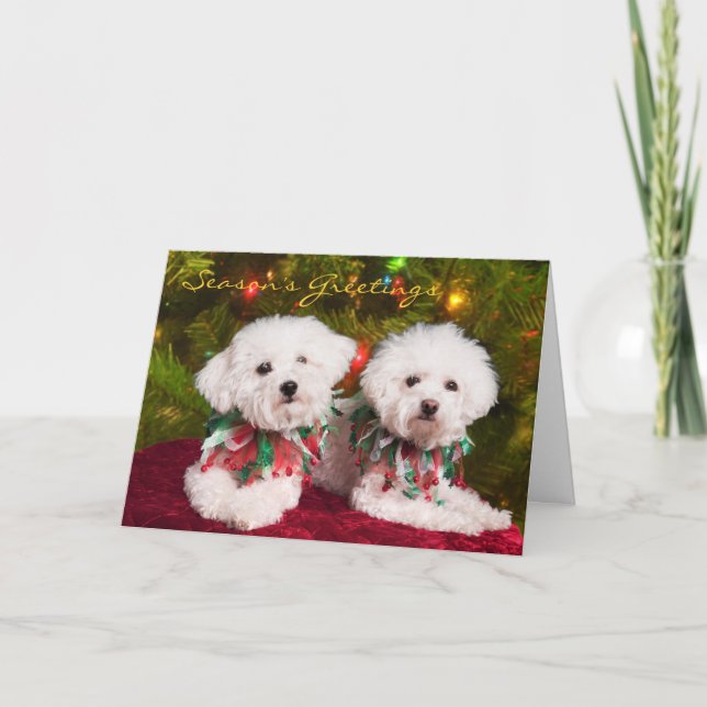 Carte de Noël pour chiens de race Bichons Cutest (Devant)