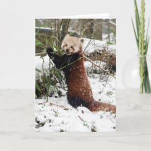 Carte de Noël - Red Panda 3