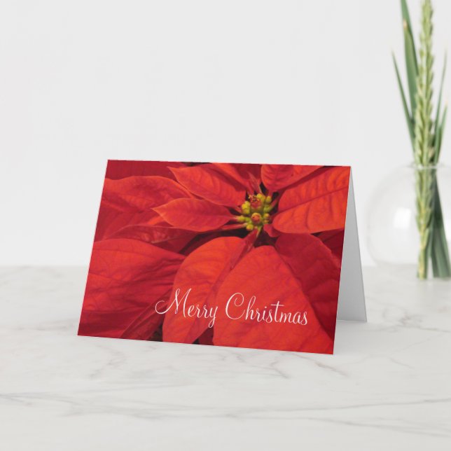 Carte de Noël rouge de Poinsetta (Devant)
