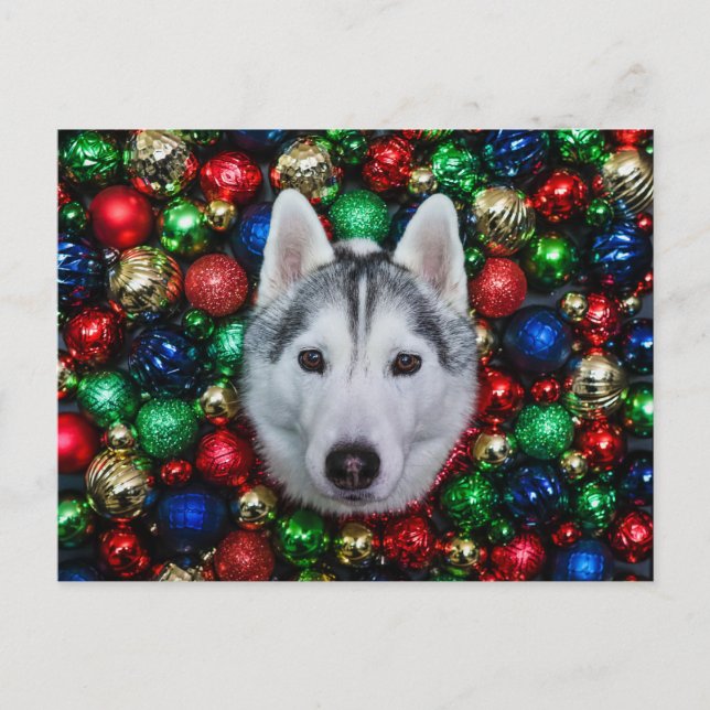 Carte de Noël Sibérienne Husky (Devant)