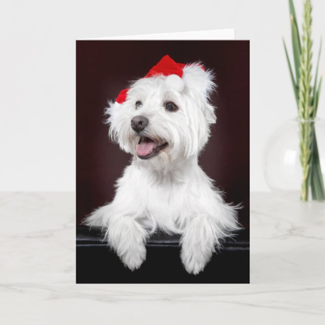 Carte de Noël West Highland White Terrier (Devant)