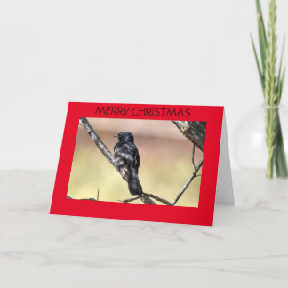 CARTE DE NOËL WILLIE WAGTAIL AUSTRALIE