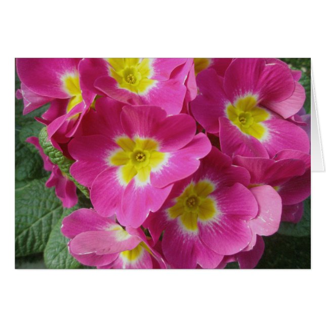 Carte de note à Fleur Rose chaud (Devant horizontal)