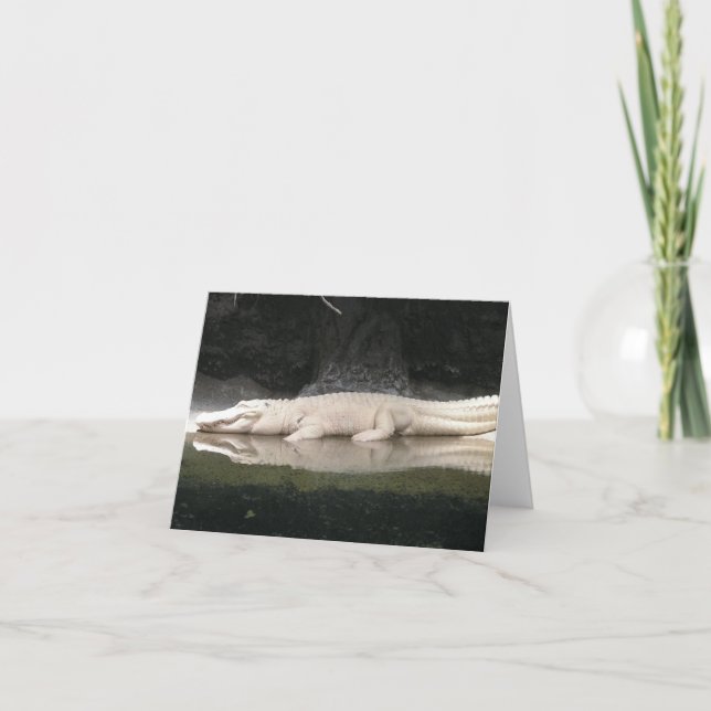 Carte de note Alligator blanc (Devant)