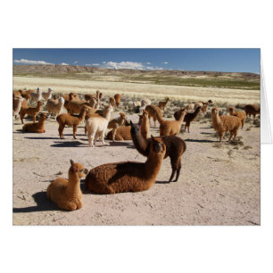Carte de note Alpaca Llama Herd Andes Mounts