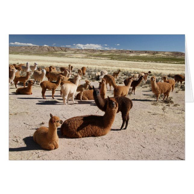 Carte de note Alpaca Llama Herd Andes Mounts (Devant Horizontal)