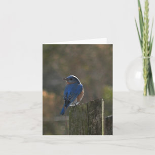 Carte de note aux oiseaux bleus de l'Est