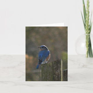 Carte de note aux oiseaux bleus de l'Est