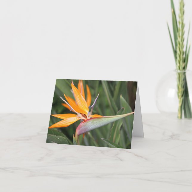 Carte de note blanche à fleurs Bird of Paradise (Devant)